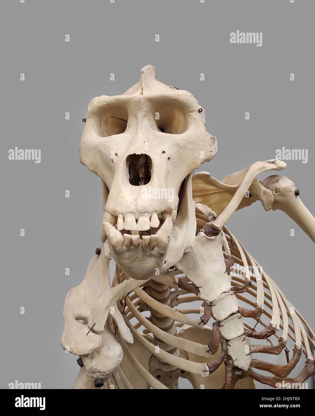 male gorilla animal skeleton over grey background Stock Photo
