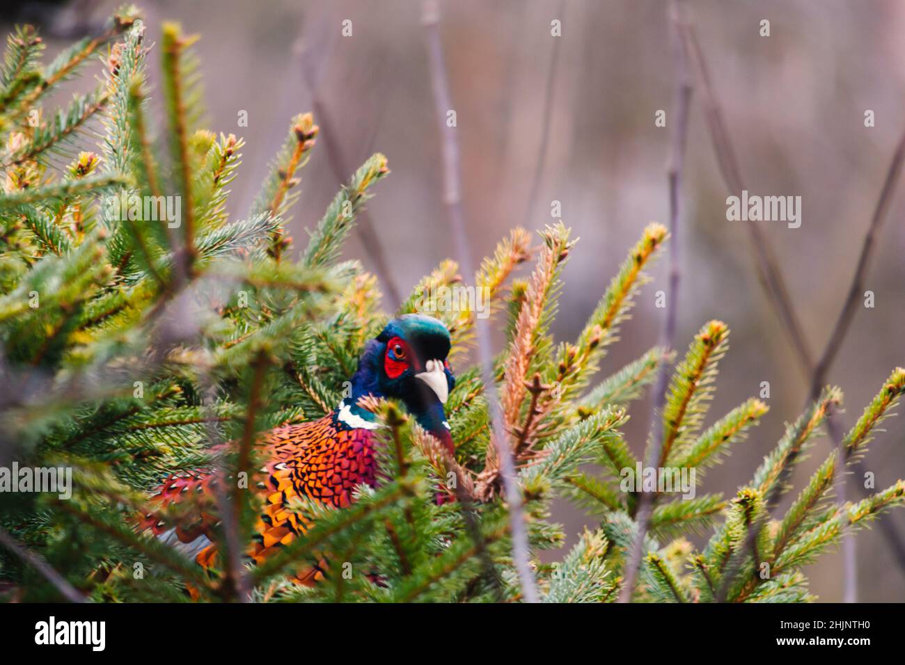 A male Pheasant resting in his nest. Stock Photo