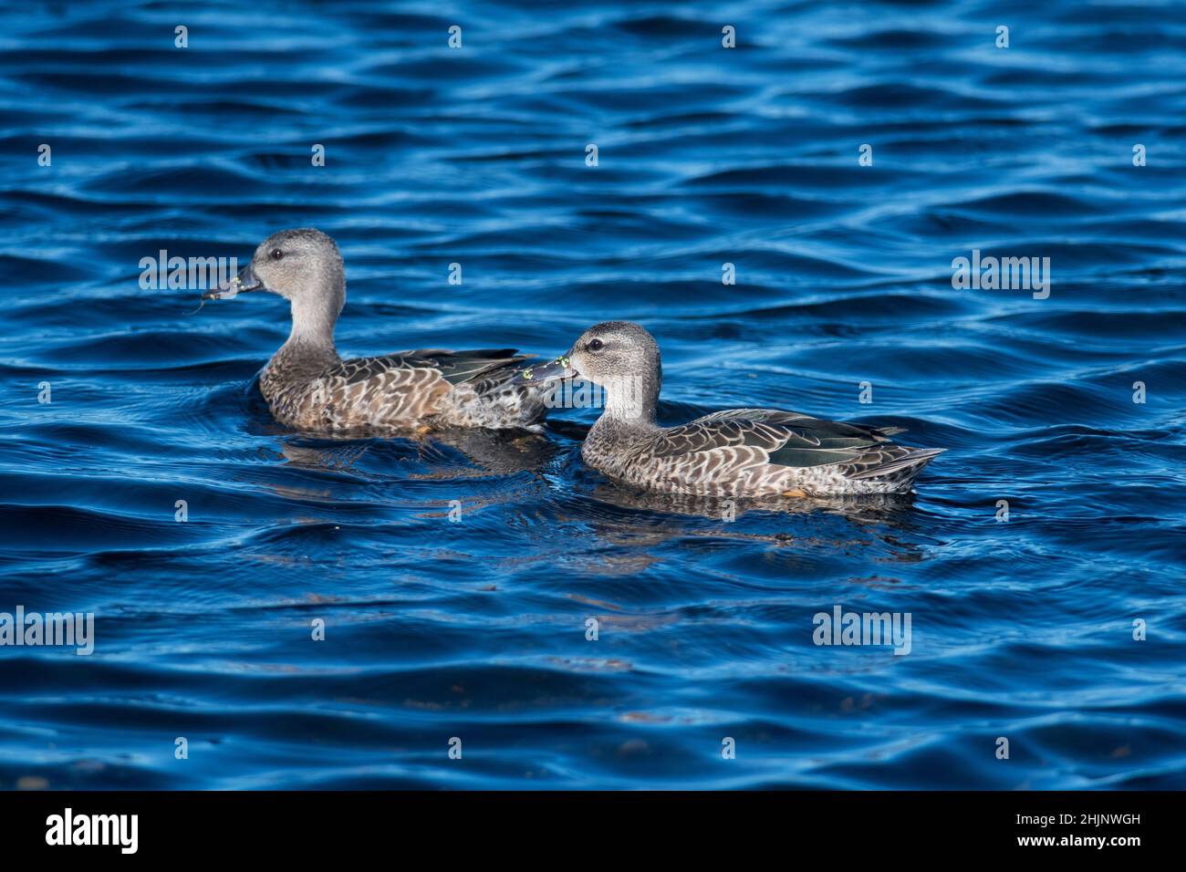 A pair of ducks swimming across the wetlands at Montezuma National Wildlife Refuge Stock Photo