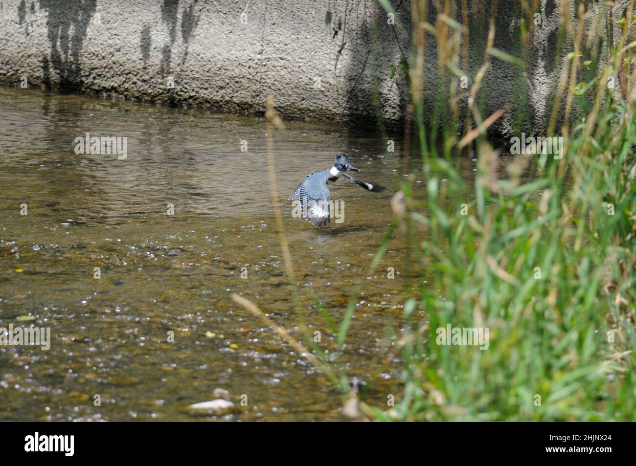 Belted Kingfisher flying low over a stream in New York Stock Photo