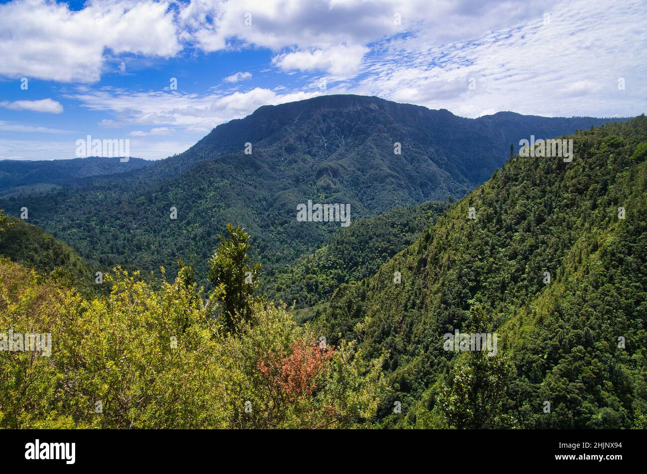 The densely forested hills of Coromandel, North Island, New Zealand, above the valley of the Kauaeranga. Stock Photo