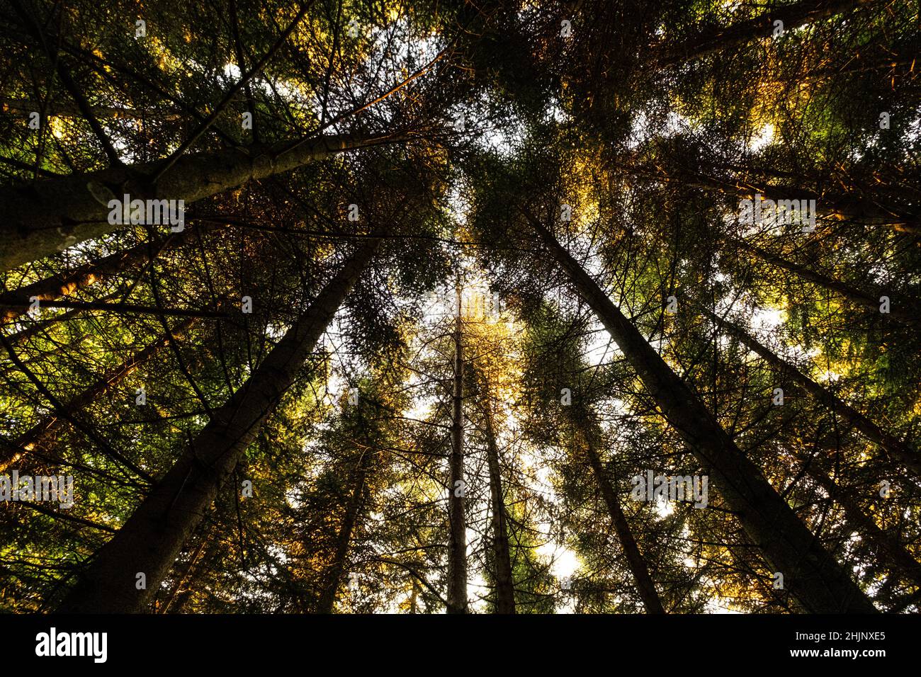 Woods grass low angle hi-res stock photography and images - Alamy