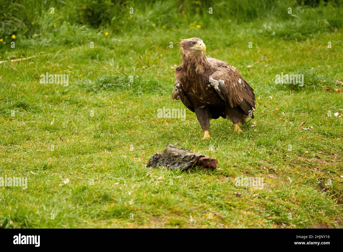 A detailed bald eagle walks in the green grass. The large brown bird of ...