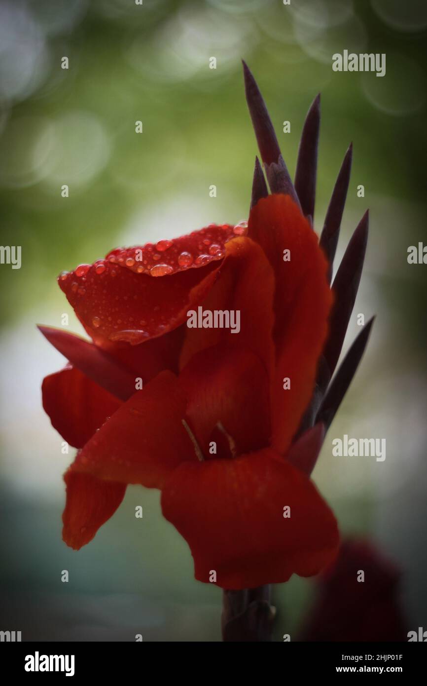 Raindrops on red flower, close-up view Stock Photo