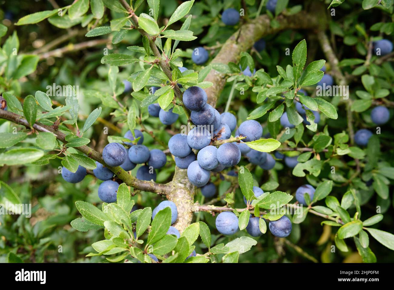 Blackthorn (Prunus spinosa) in fruit with sloe berries. Stock Photo