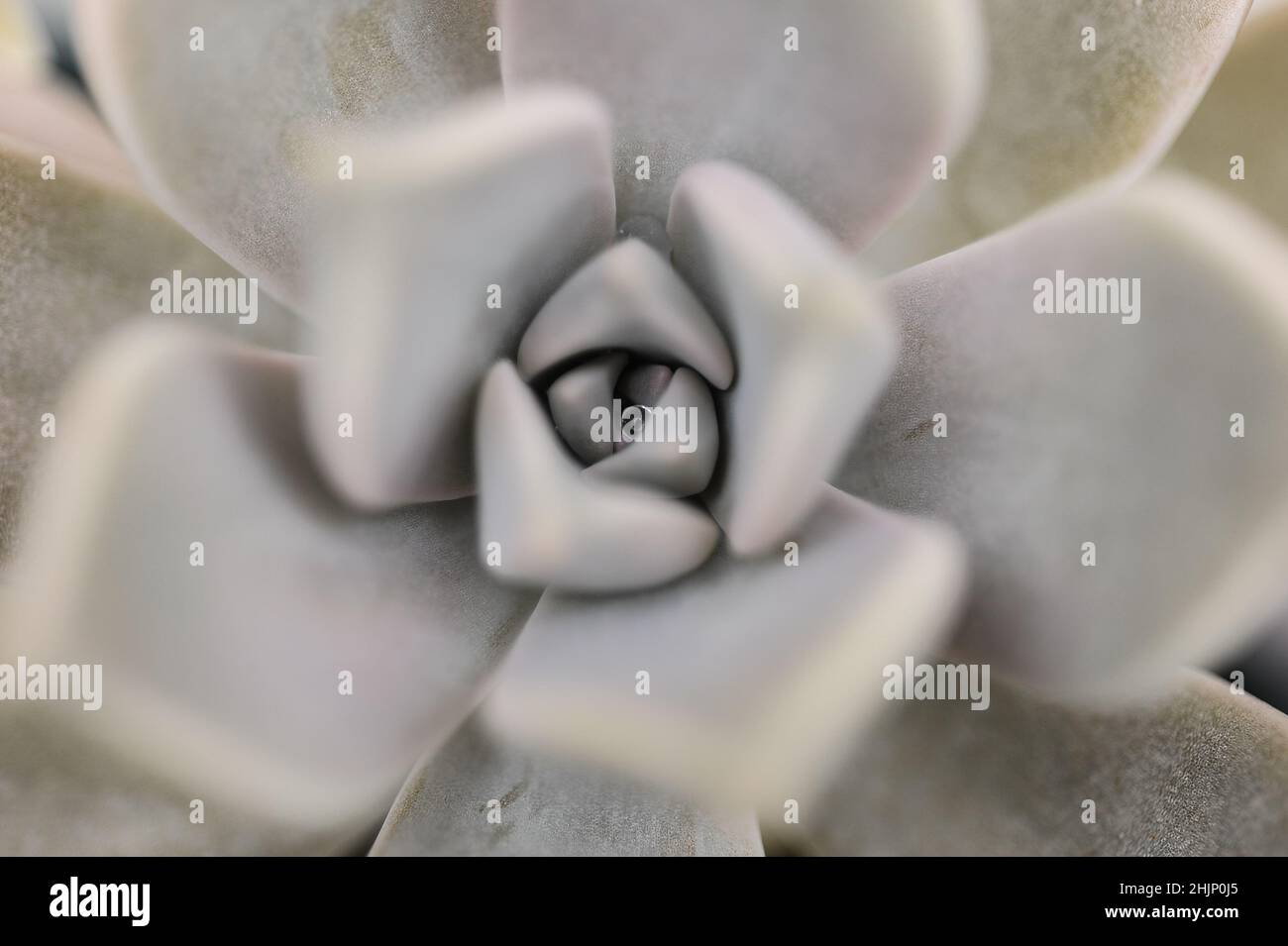 Top view succulent, close-up view of succulent with raindrops inside, selective focus Stock Photo