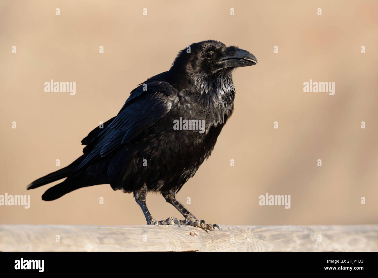 Raven Risco Mirador risco de las peñas hi-res stock photography and images - Alamy
