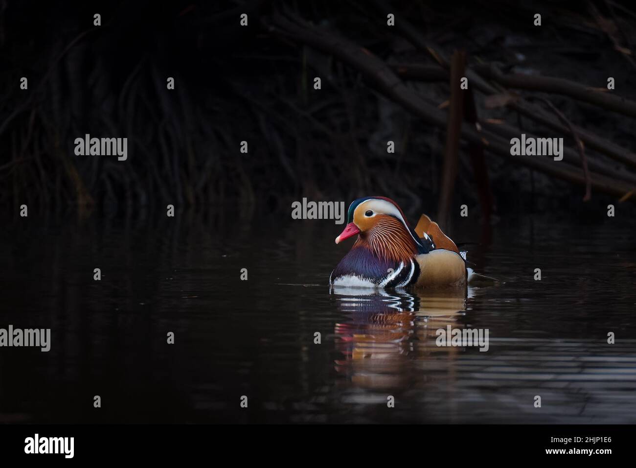 Beautiful colorful male Mandarin Duck (Aix galericulata) swimming in ...