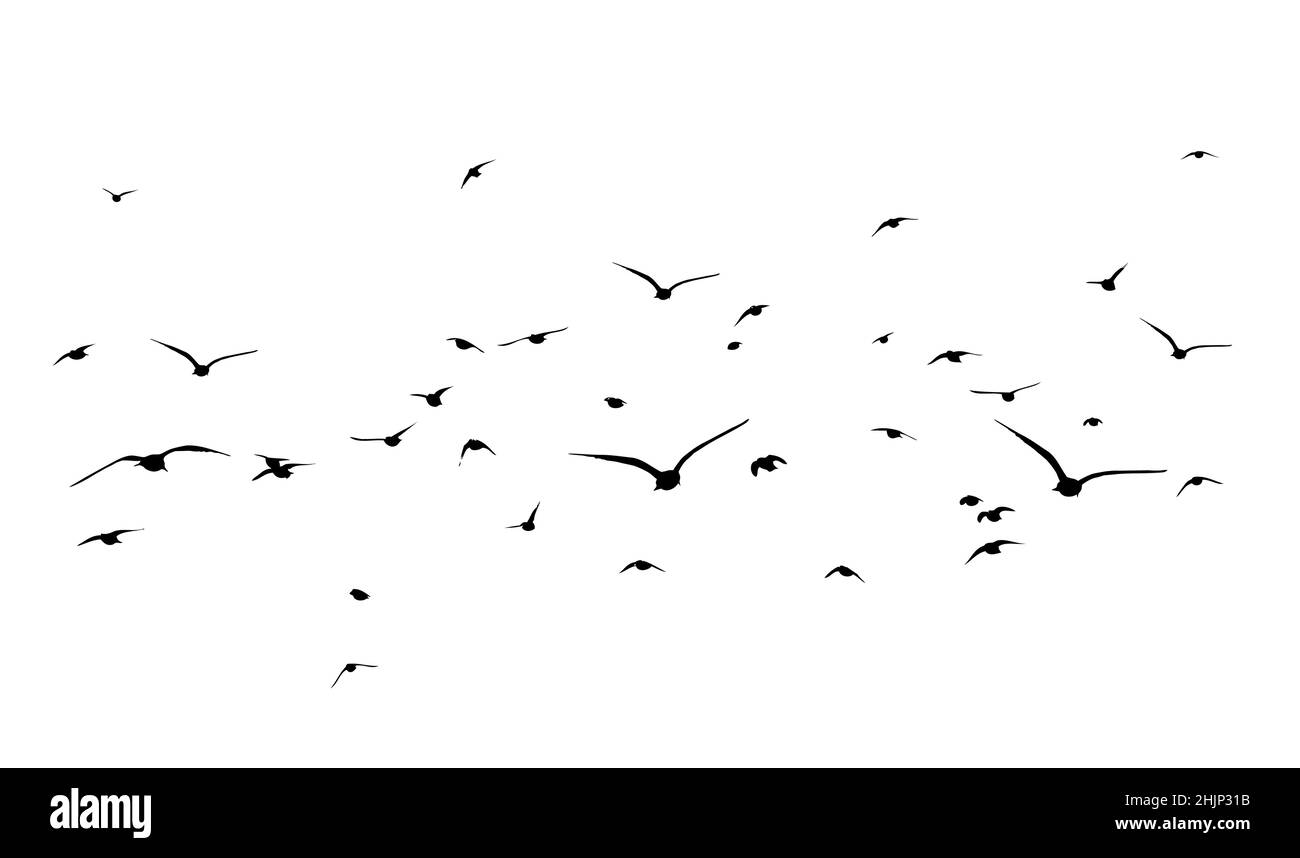 A flock of flying birds. Free birds. Vector illustration Stock Vector