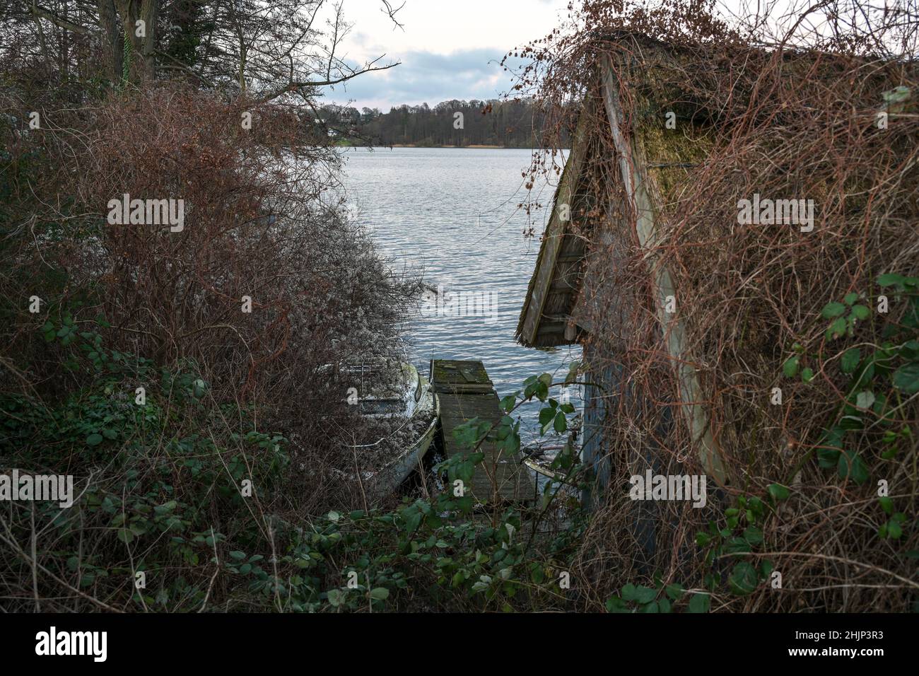 Abandoned boat house, rotting wooden dock and an old boat overgrown with brambles and wild clematis on the shore of a lake at a dark gray day, copy sp Stock Photo