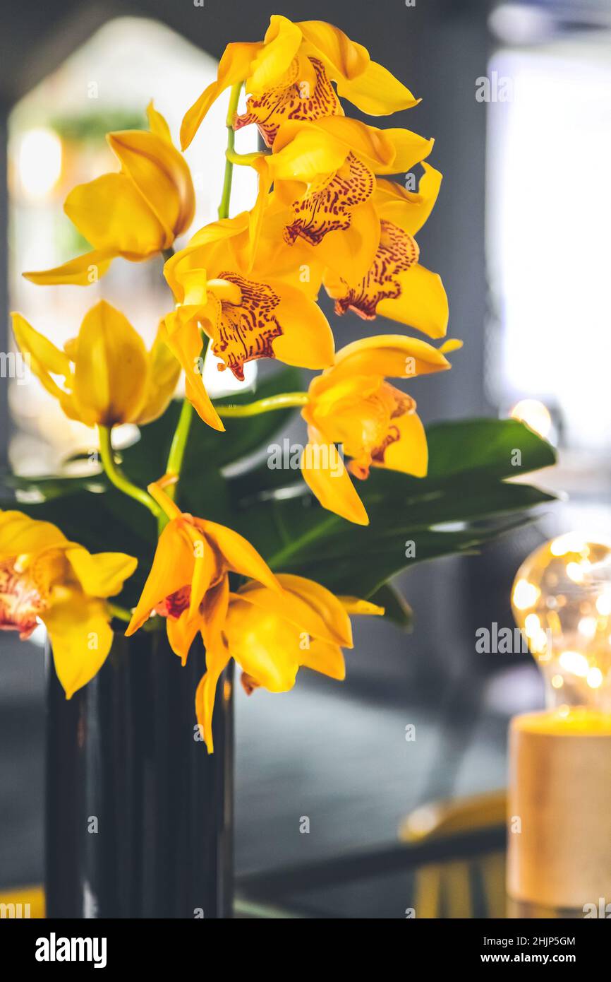 Yellow orchids on display in black vase in modern interior. Stock Photo