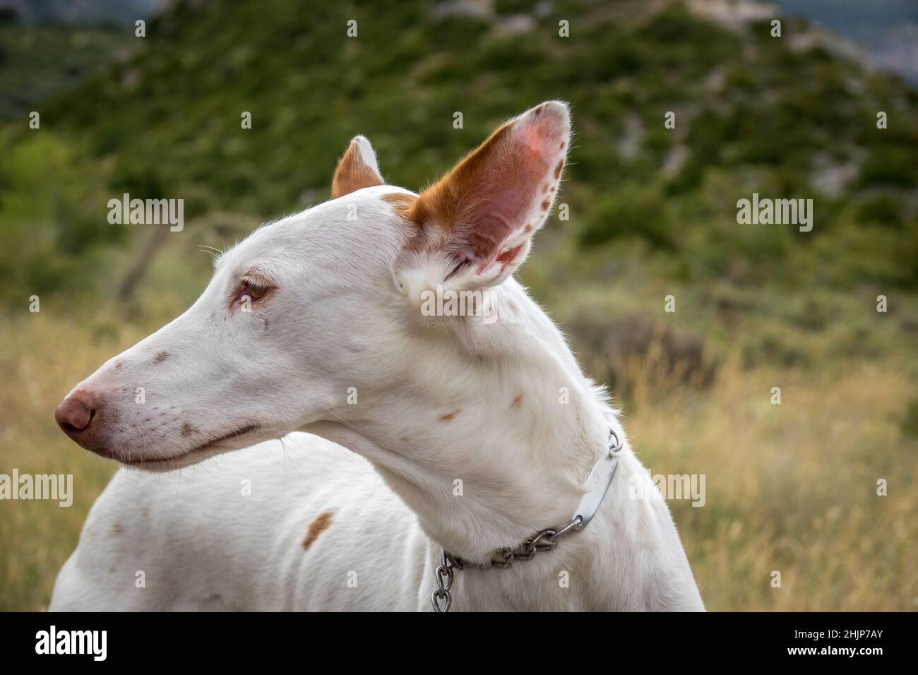 Podenco Ibicenco - White Ibizan Warren Hound, old and pure race. Portrait, detail of long snout and ears Stock Photo