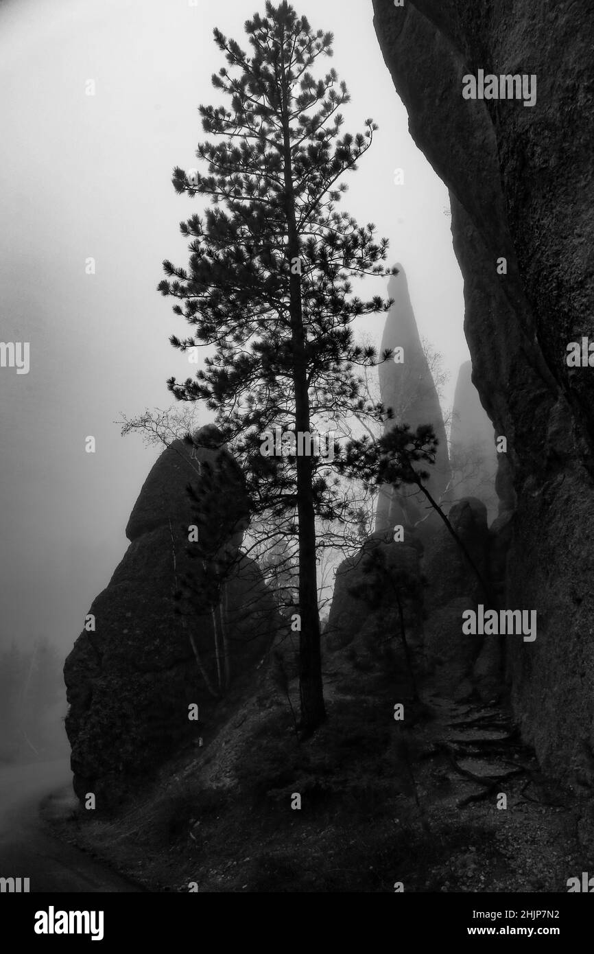 Grayscale shot of standing narrow and long rocks and trees Stock Photo