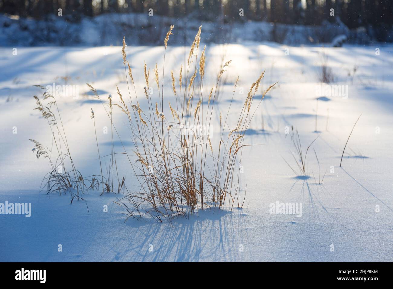 Yellowed grass stalks on the snow in January. Close-up with a blurred background. Stock Photo
