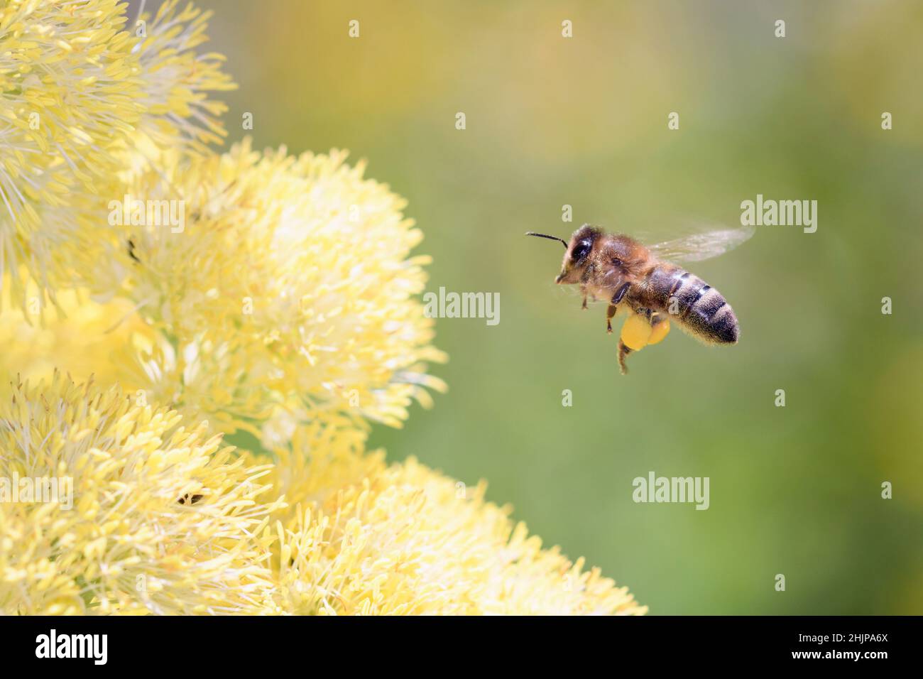 Bee - Apis mellifera - pollinates a blossom of the common meadow-rue, also known as poor man's rhubarb or yellow meadow-rue  - Thalictrum flavum Stock Photo