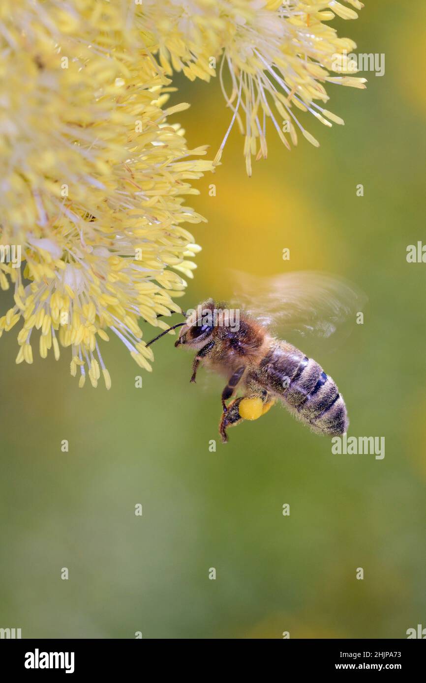 Bee - Apis mellifera - pollinates a blossom of the common meadow-rue, also known as poor man's rhubarb or yellow meadow-rue  - Thalictrum flavum Stock Photo