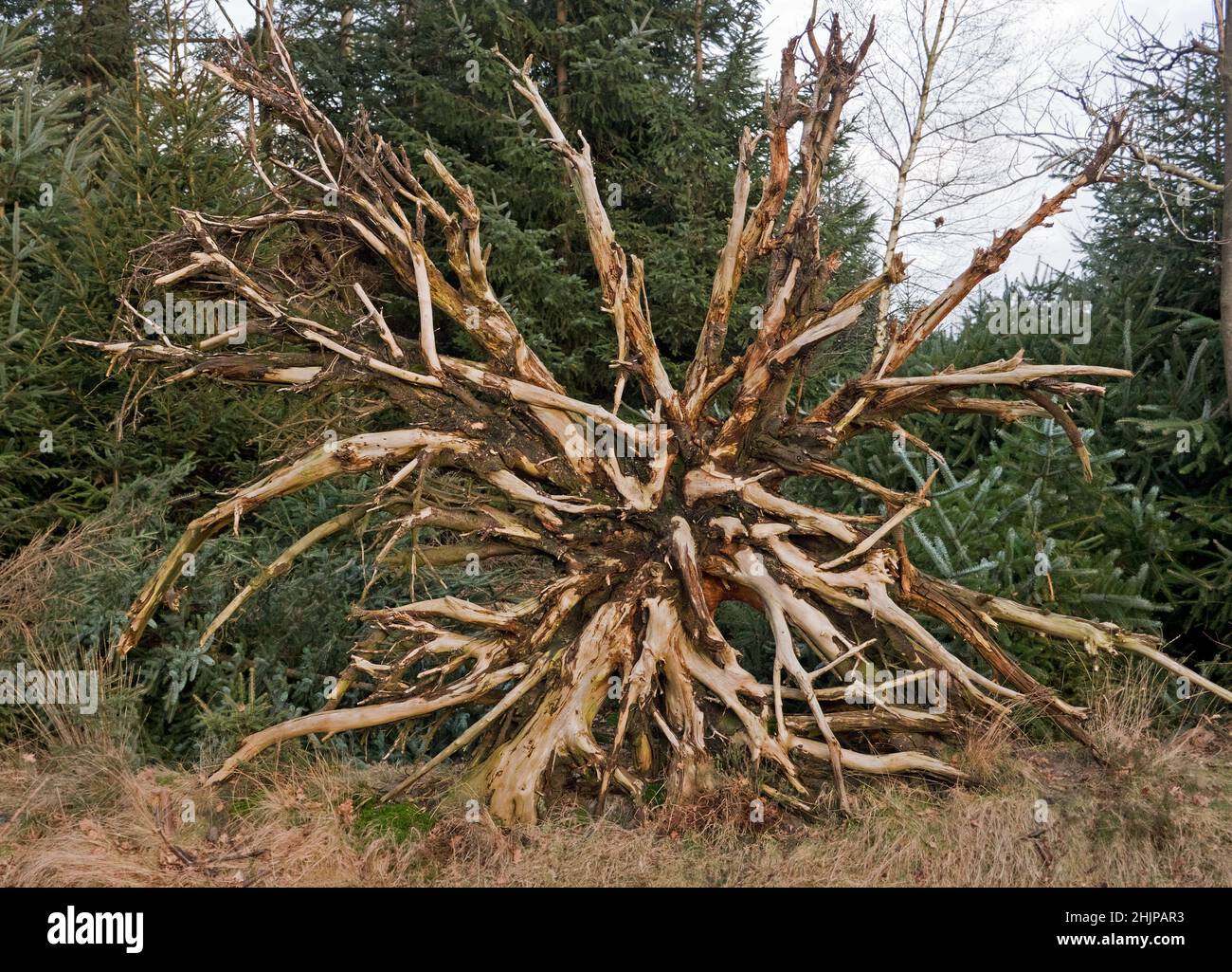 Uprooted tree, soil washed from roots by rain Stock Photo