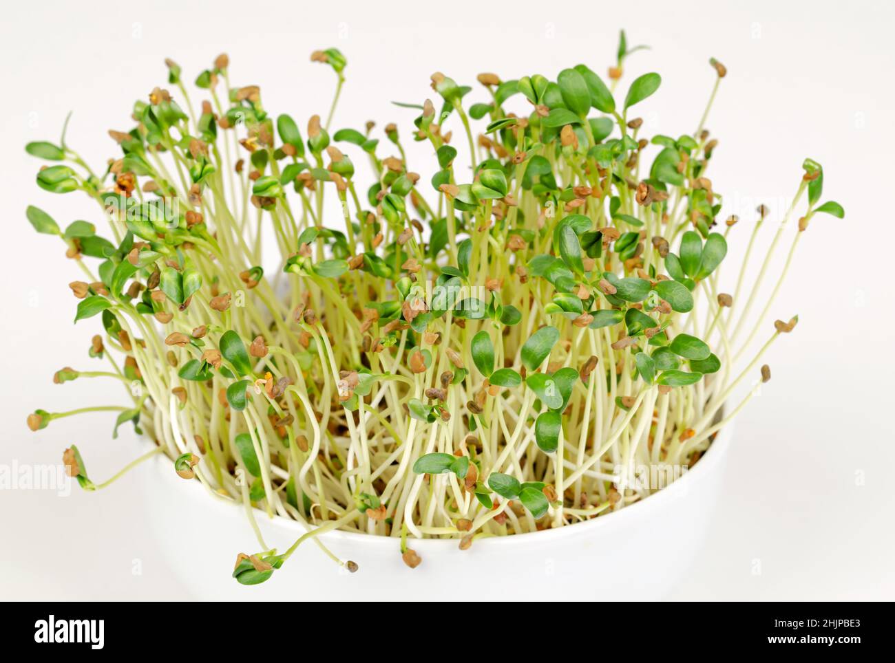 Fenugreek microgreens in white bowl, front view over white. Ready to eat young leaves, shoots, sprouts and cotyledons of Trigonella foenum-graecum. Stock Photo