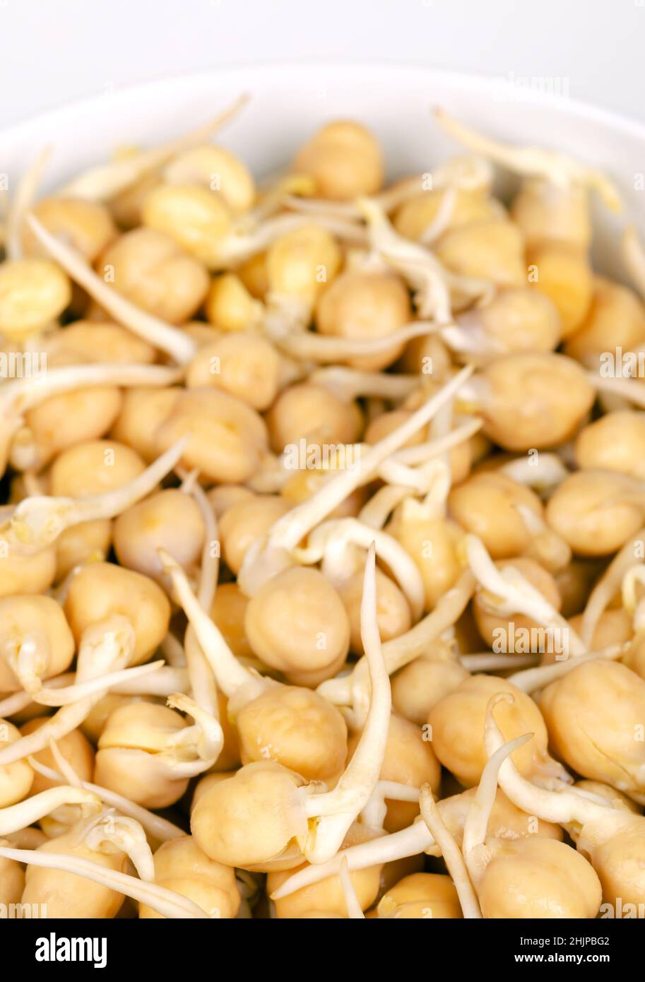 Chickpea sprouts, in a white bowl, close up, front view. Ready to eat, sprouted chickpeas, seeds of Cicer arietinum, a legume and protein source. Stock Photo