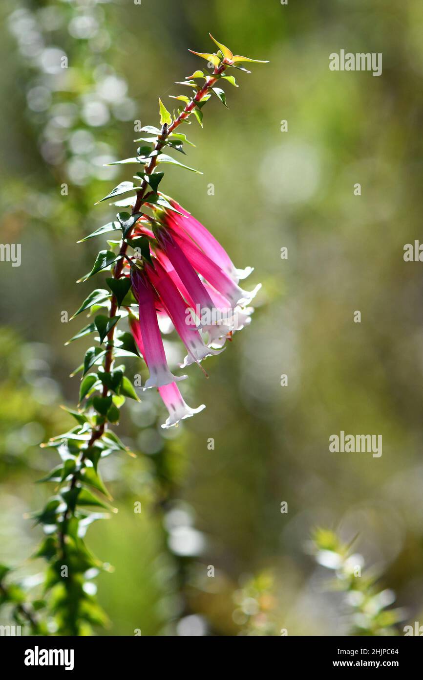 Back lit pink, red and white bell-shaped flowers of the Australian native Fuchsia Heath, Epacris longiflora, family Ericaceae, growing in woodland Stock Photo