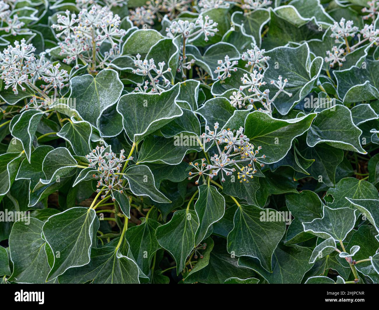 Frost covered ivy flower heads after a heavy frost in a UK garden Stock