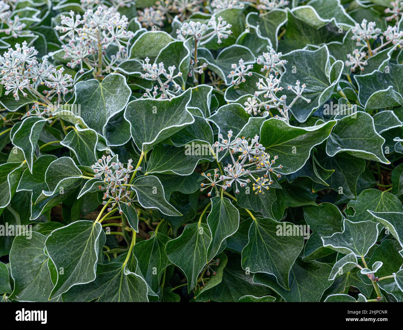 Frost covered ivy flower heads after a heavy frost in a UK garden. Stock Photo