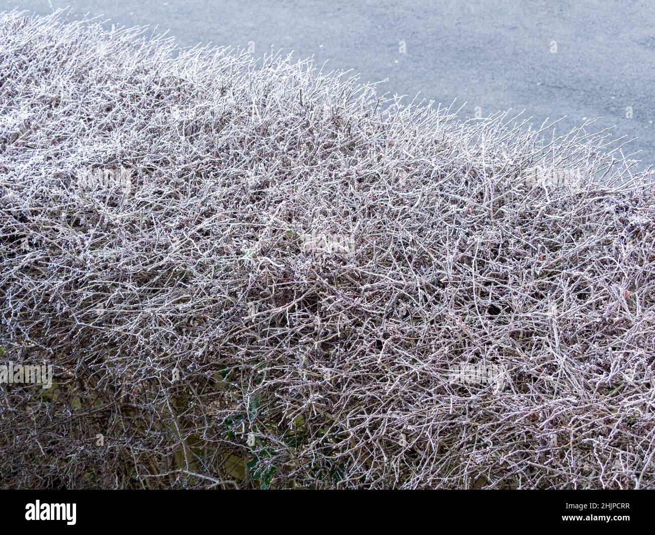 White stems on a Hawthorn hedge after a heavy frost. Stock Photo