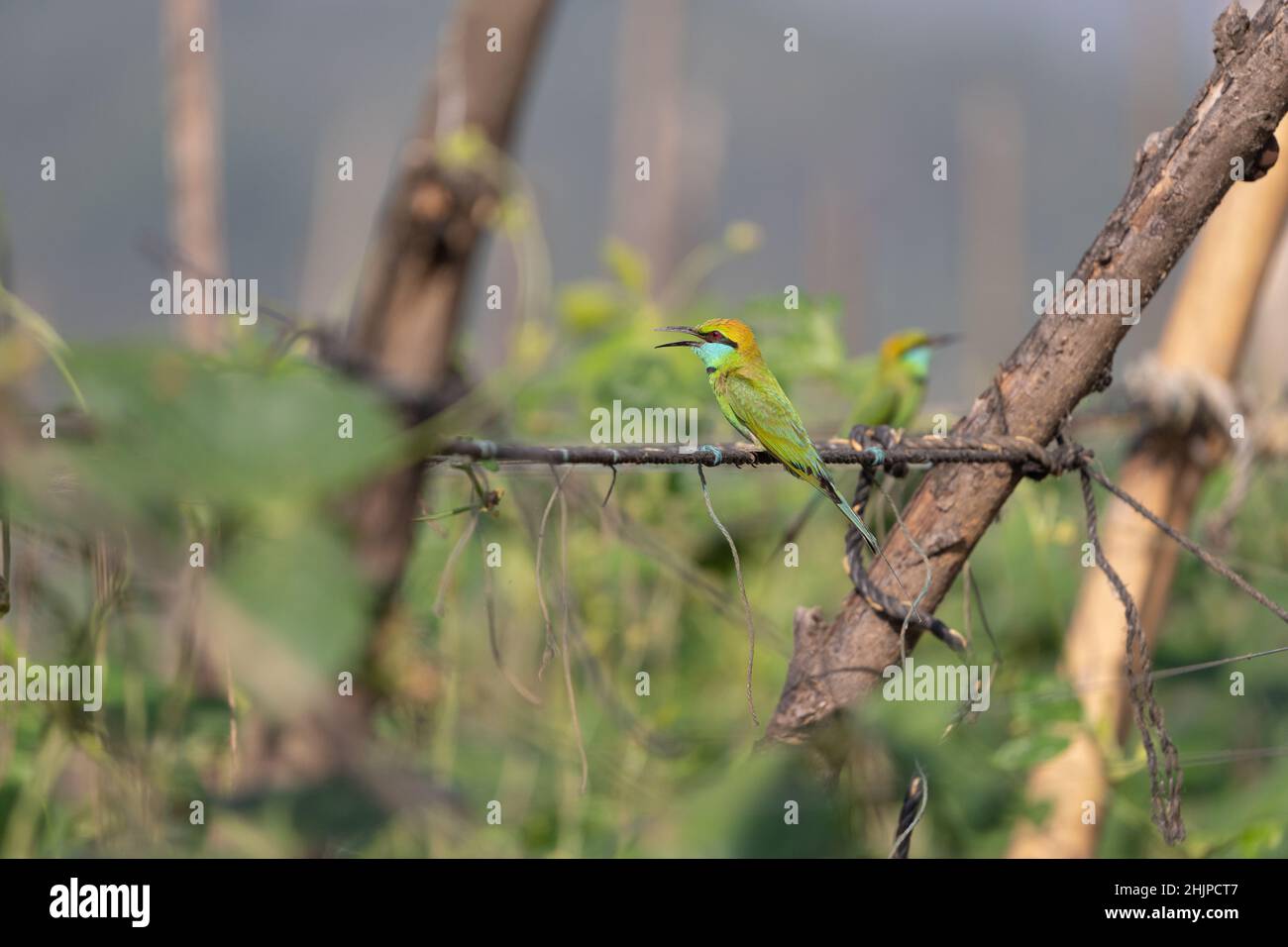 Asian Green Bee eater bird perched on a wooden log in habitat Stock Photo