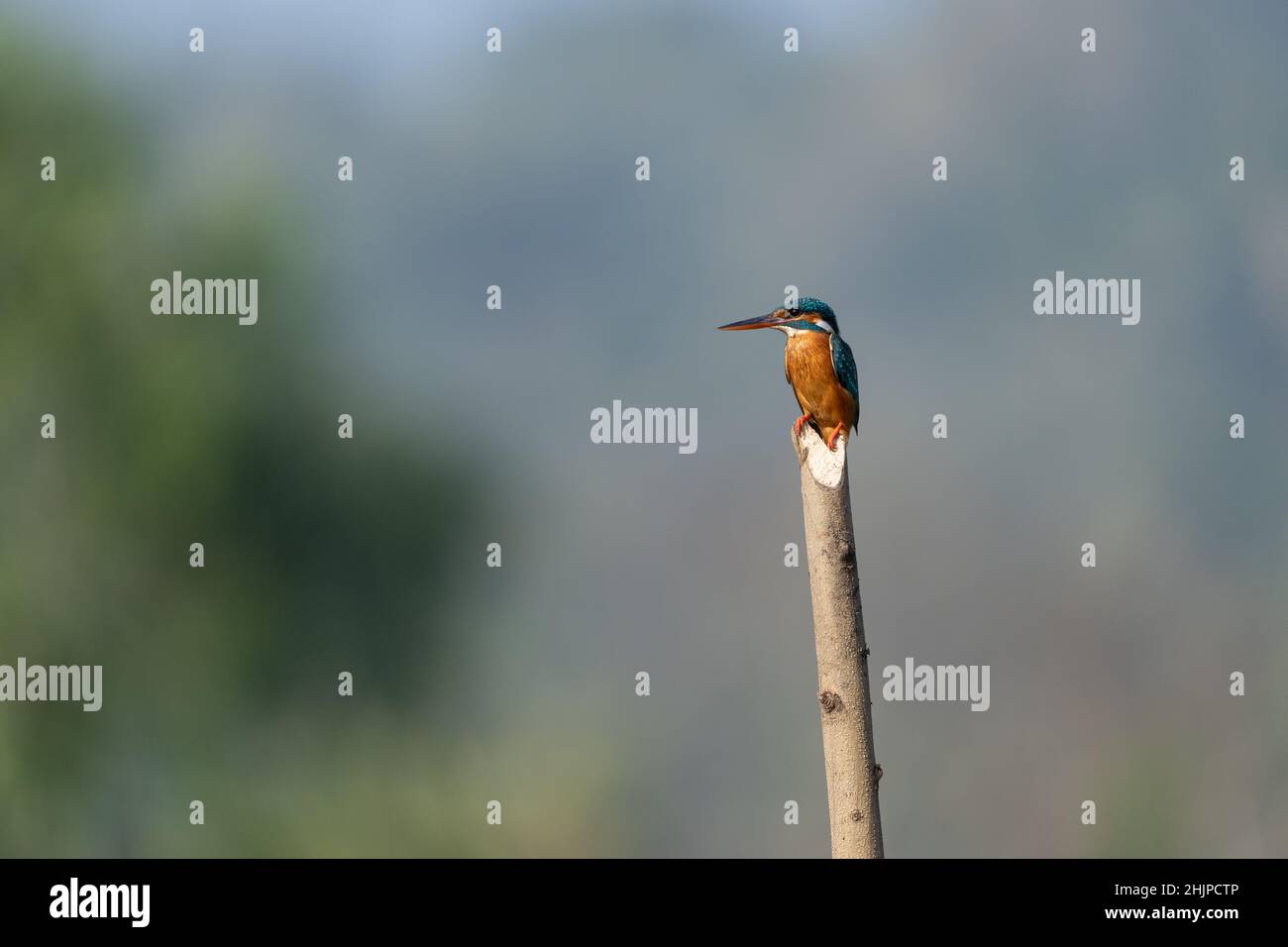 common kingfisher perched on a wooden log Stock Photo
