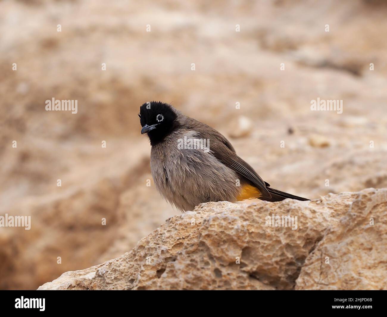 Spectacled bulbul in the Negev desert. Blurred background. Stock Photo
