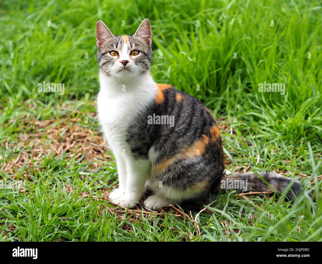 Portrait of a small proud female tricolor cat on the green grass. Stock Photo