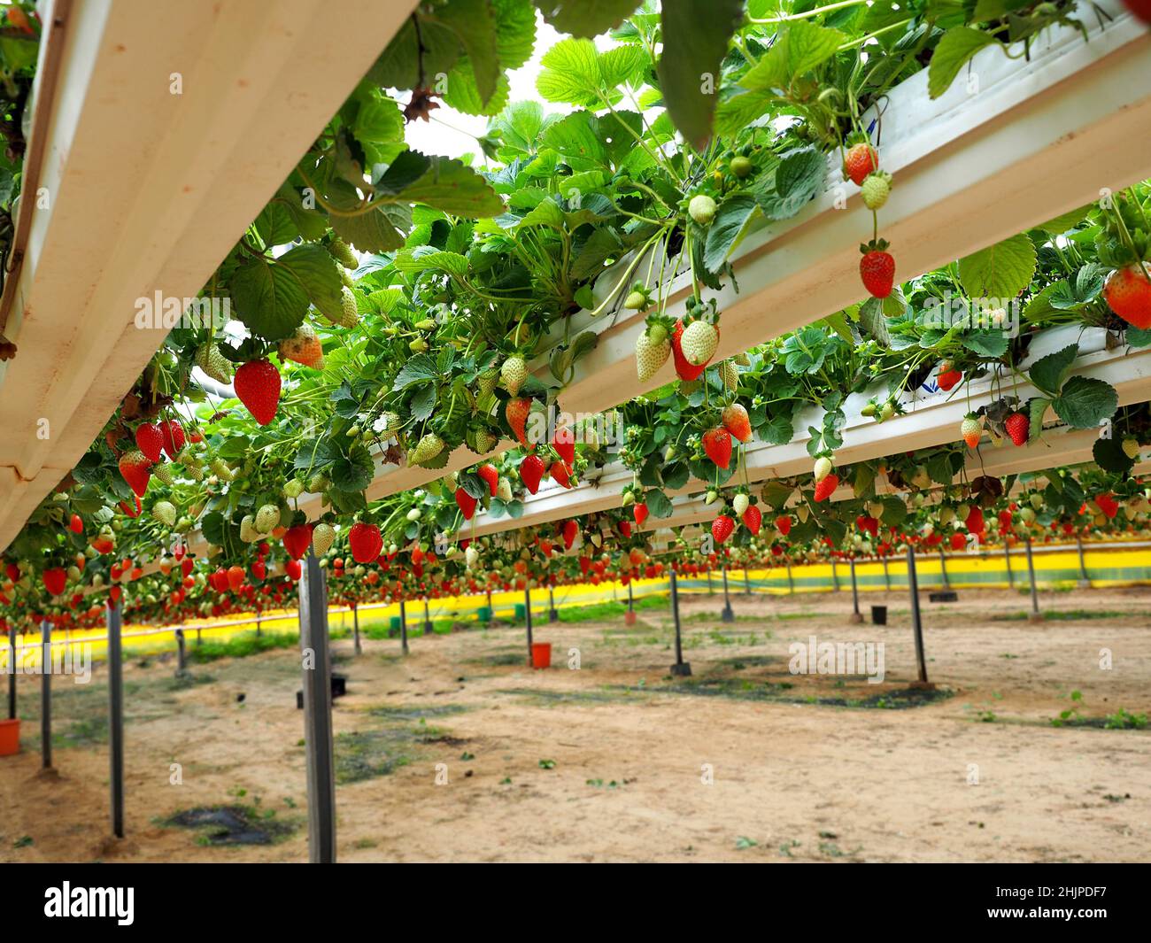 The hanging gardens of strawberry. The modern Israeli technology of strawberiies cultivation in greenhouses. Stock Photo