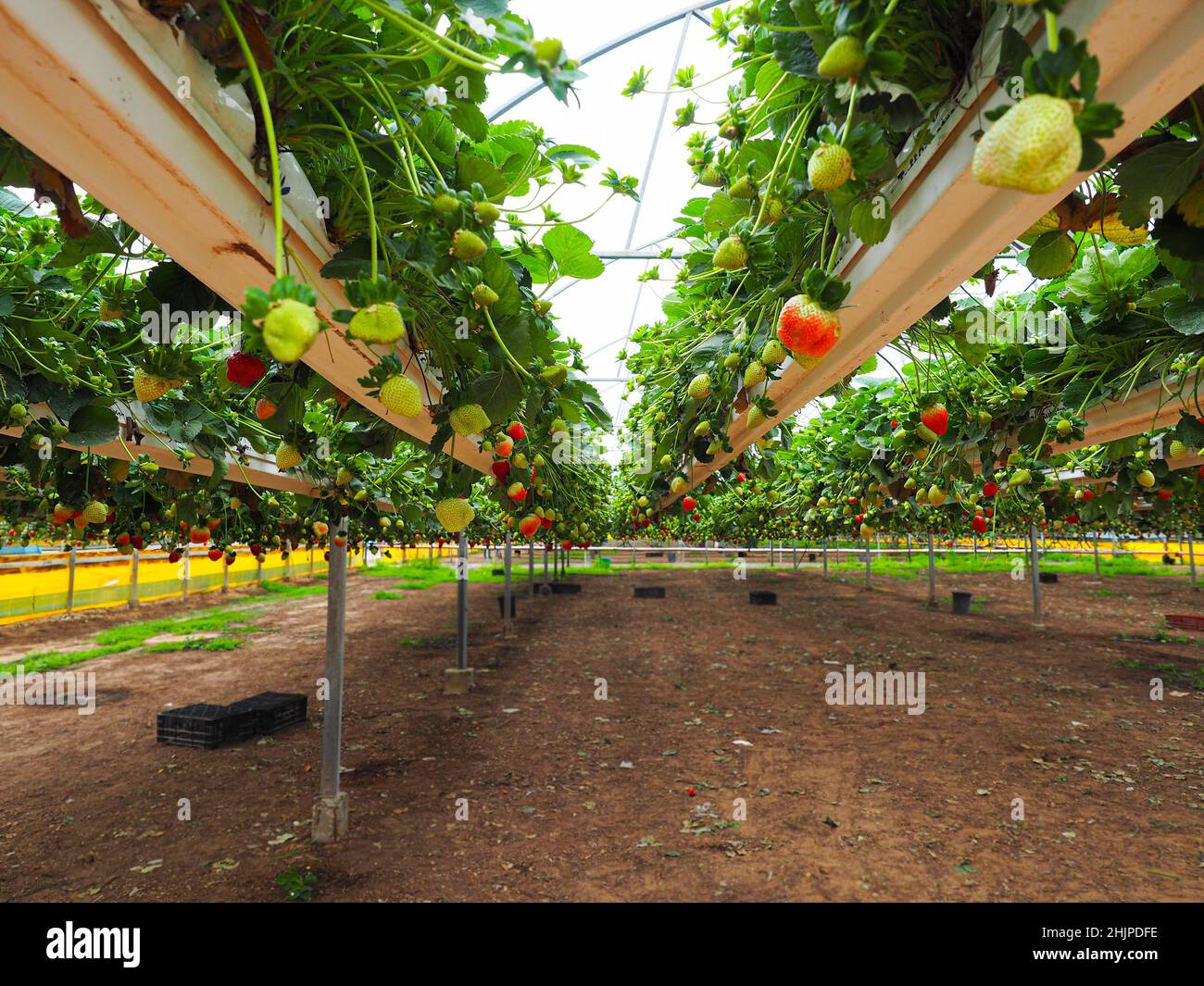 The hanging gardens of strawberry. The modern Israeli technology of berries cultivation in greenhouses. Stock Photo
