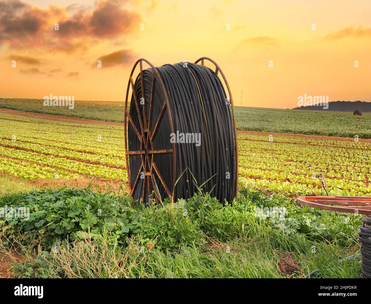 Hose reel for irrigation in the fields. Israeli agriculture. Stock Photo