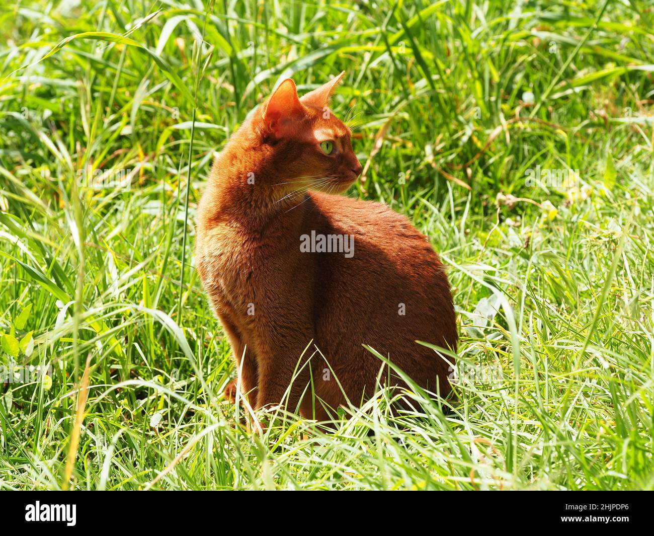 Beautiful abyssinian female of sorrel color in grass. Stock Photo