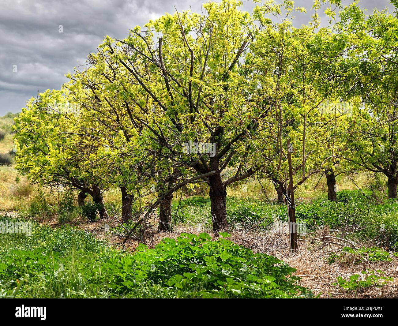 Almond trees on a cloudy day. Israeli agriculture. Stock Photo