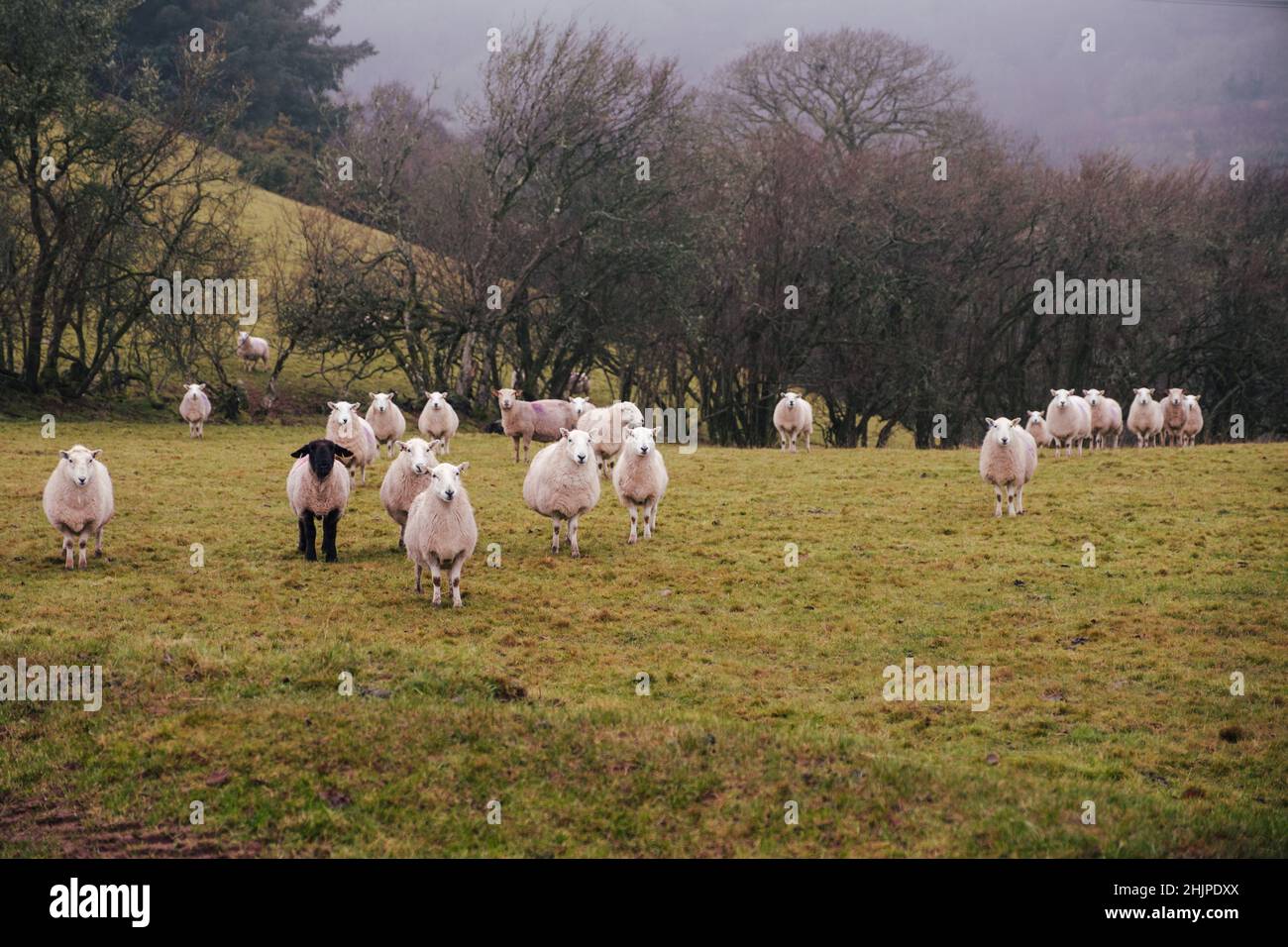 Sheep in Welsh countryside Stock Photo