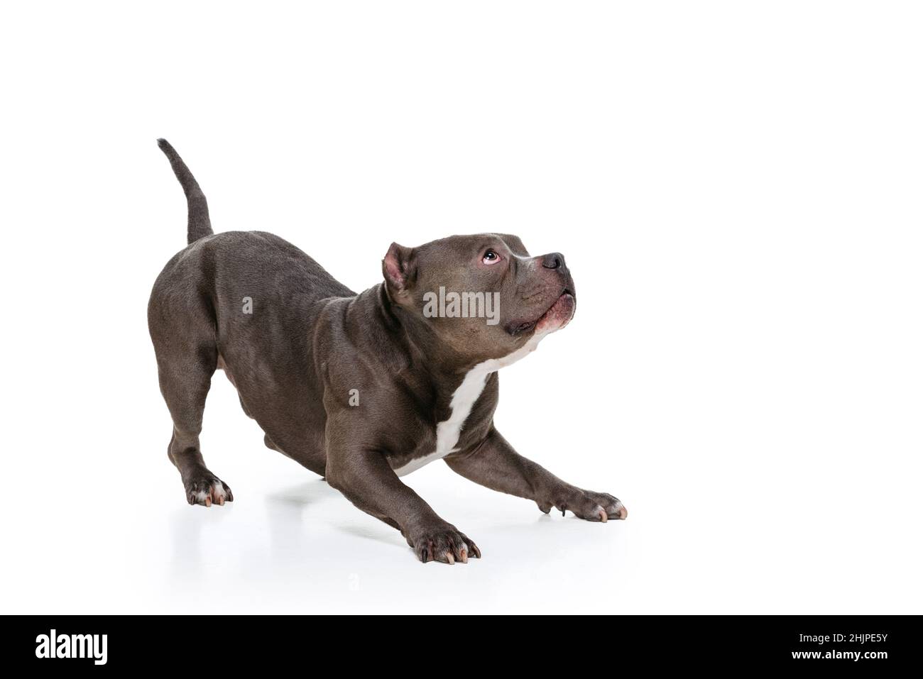 Studio shot of chocolate color dog, staffordshire terrier isolated over