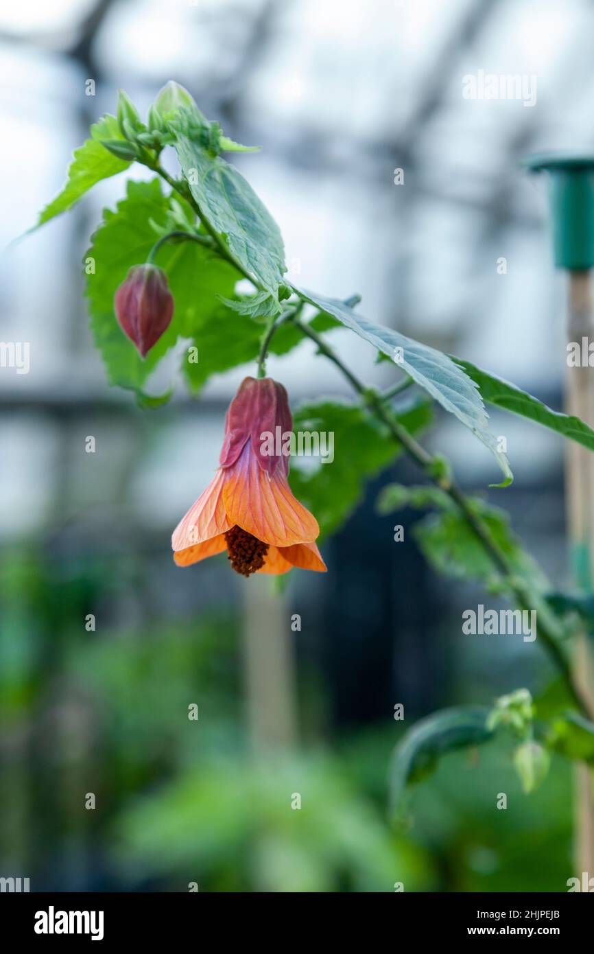 Abutilon Hinton Seedling is a fairly hardy evergreen shrub with orange red bell shaped flowers Stock Photo