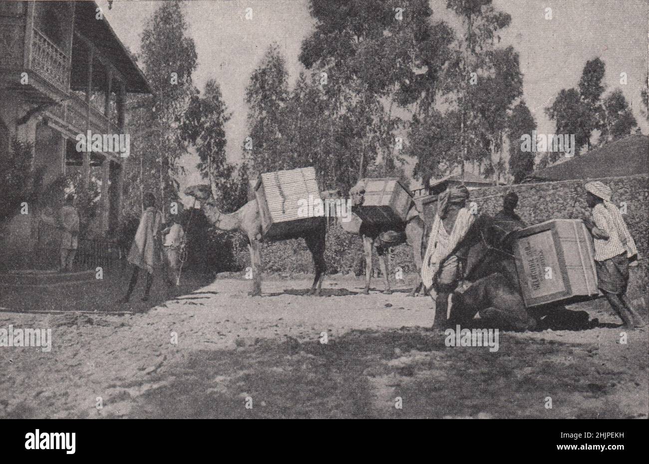 Leisurely Travelling: Camels Being Loaded with Luggage. Ethiopia. Abyssinia (1923) Stock Photo