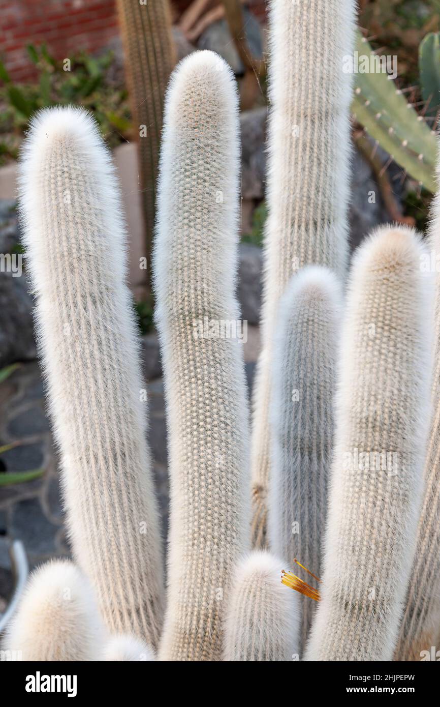 Cleistocactus strausii, the silver torch or wooly torch, is a perennial flowering plant in the family Cactaceae Stock Photo