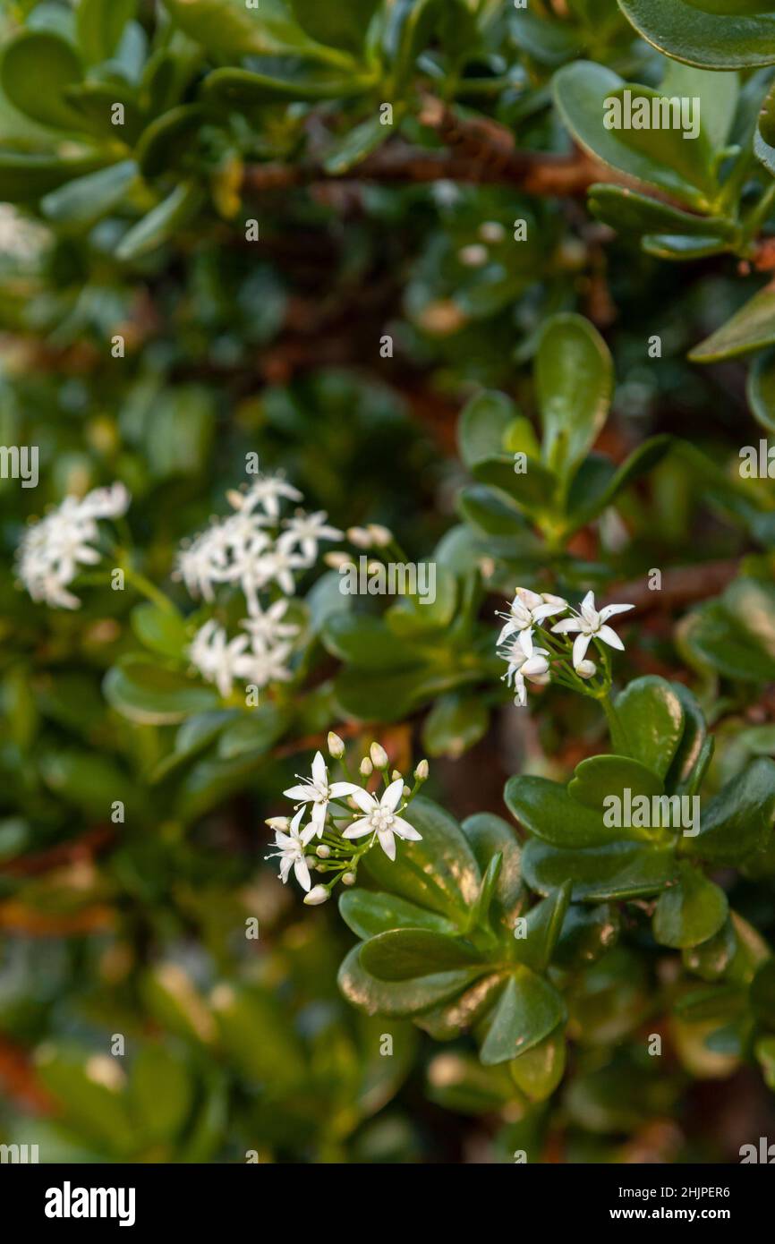 Crassula ovata, commonly known as jade plant, lucky plant, money plant or money tree, is a succulent plant with small pink or white flowers. Stock Photo