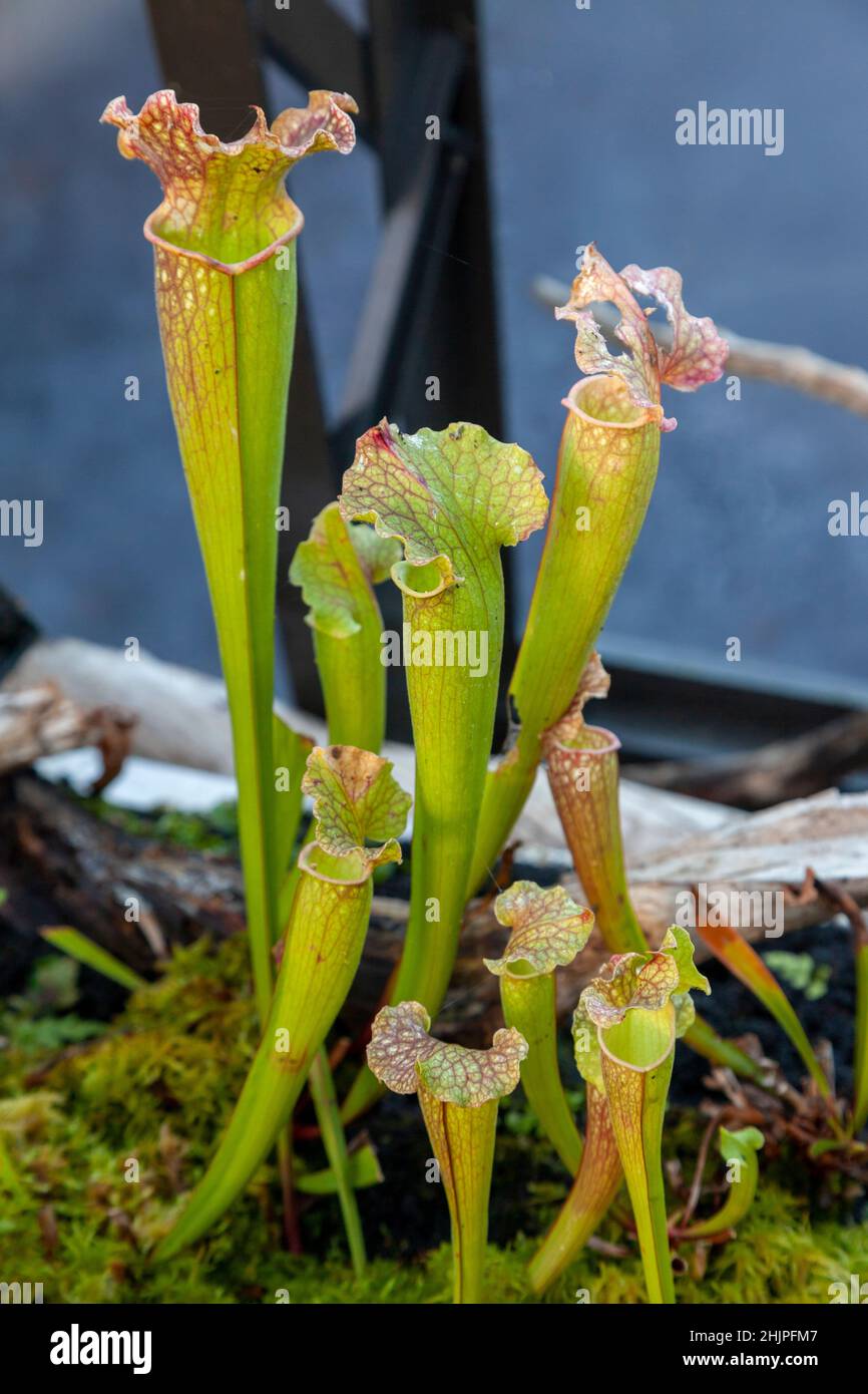 Sarracenia leucophylla, also known as the crimson pitcherplant, purple trumpet-leaf or white pitcherplant, is a carnivorous plant in the genus Sarrace Stock Photo