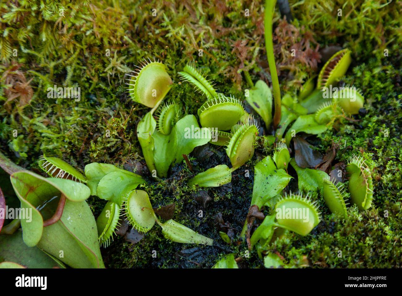 Venus Flytrap Dionaea muscipula Stock Photo
