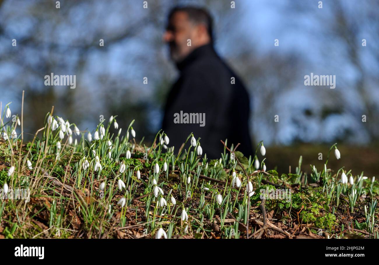 Bolton, Lancashire, UK, Monday January 31, 2022. Signs that spring is just around the corner as a crop of Snowdrops come into bloom in Queens Park, Bolton on the final day of January. Credit: Paul Heyes/Alamy News Live Stock Photo
