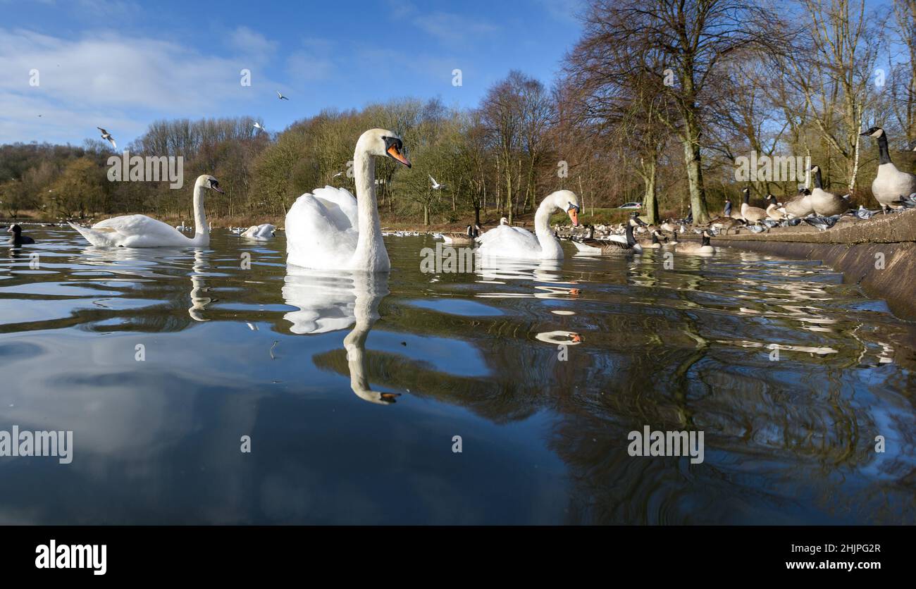 Bolton, Lancashire, UK, Monday January 31, 2022. A beautiful sunny winter morning on the last day of the month for the swans and other wildlife at Moses Gate Country Park, Bolton. Credit: Paul Heyes/Alamy News Live Stock Photo