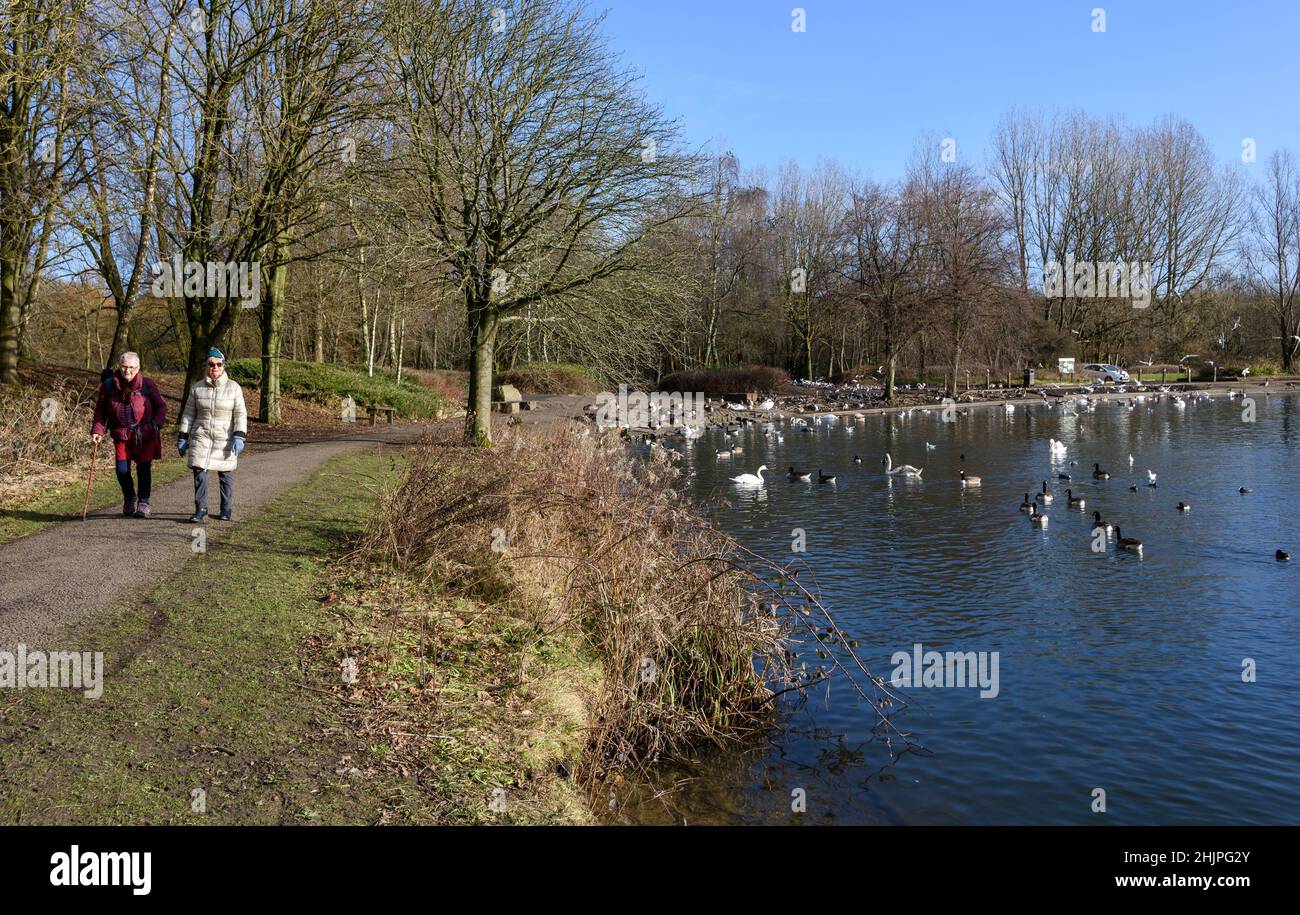 Bolton, Lancashire, UK, Monday January 31, 2022. A beautiful sunny winter morning on the last day of the month for the swans and other wildlife at Moses Gate Country Park, Bolton. Two women walk alongside one of the lodges. Credit: Paul Heyes/Alamy News Live Stock Photo
