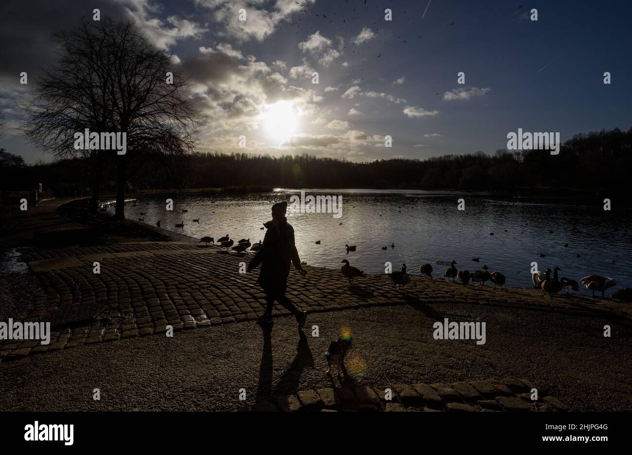 Bolton, Lancashire, UK, Monday January 31, 2022. A beautiful sunny winter morning on the last day of the month for the swans and other wildlife at Moses Gate Country Park, Bolton. A woman walks her dog along one iof the lodges. Credit: Paul Heyes/Alamy News Live Stock Photo