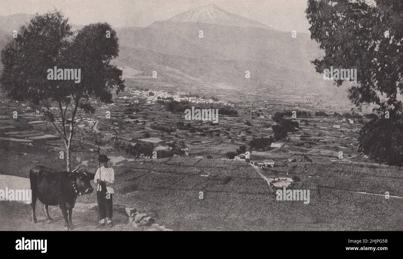 View of the Fertile orotava vale, Tenerife, showing the famous pico de teyde. Canary Islands. Atlantic Islands (1923) Stock Photo