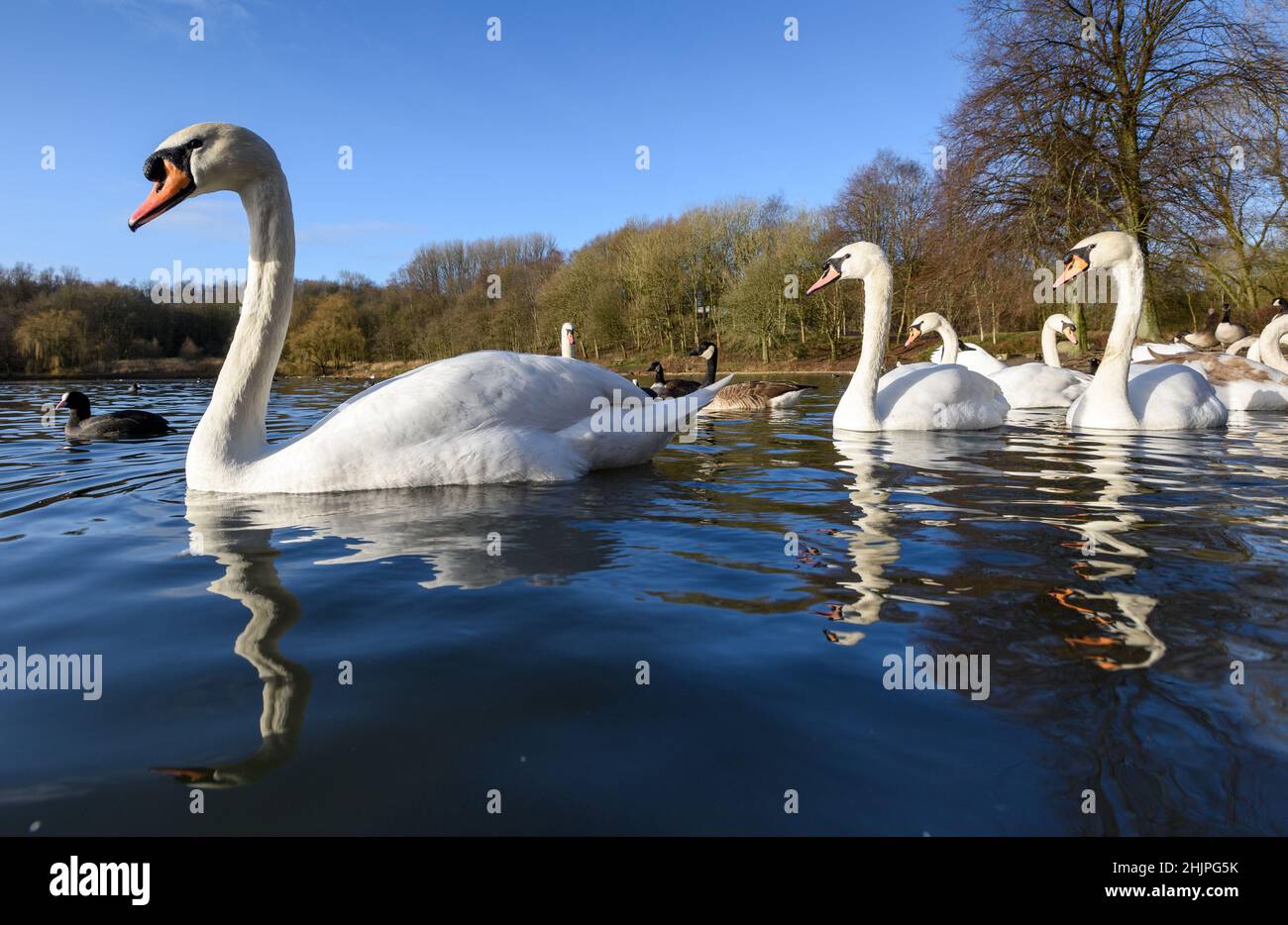 Bolton, Lancashire, UK, Monday January 31, 2022. A beautiful sunny winter morning on the last day of the month for the swans and other wildlife at Moses Gate Country Park, Bolton. Credit: Paul Heyes/Alamy News Live Stock Photo